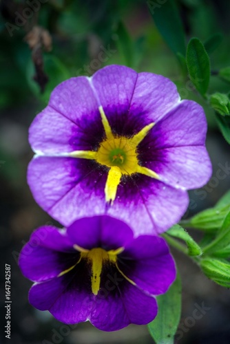 Bright purple flowers of calibrachoa. Gardening, landscape design.