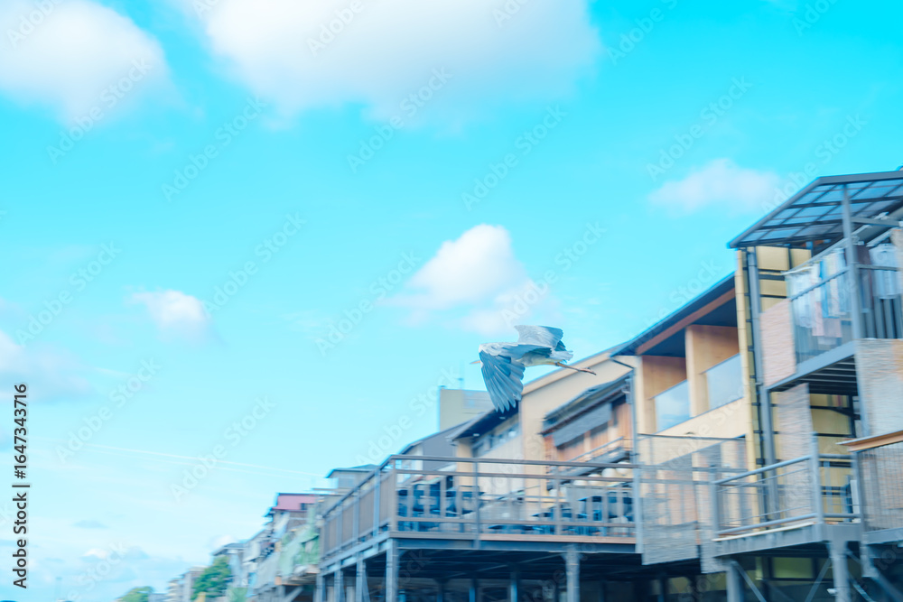 Fototapeta premium 下鴨神社の美しい風景