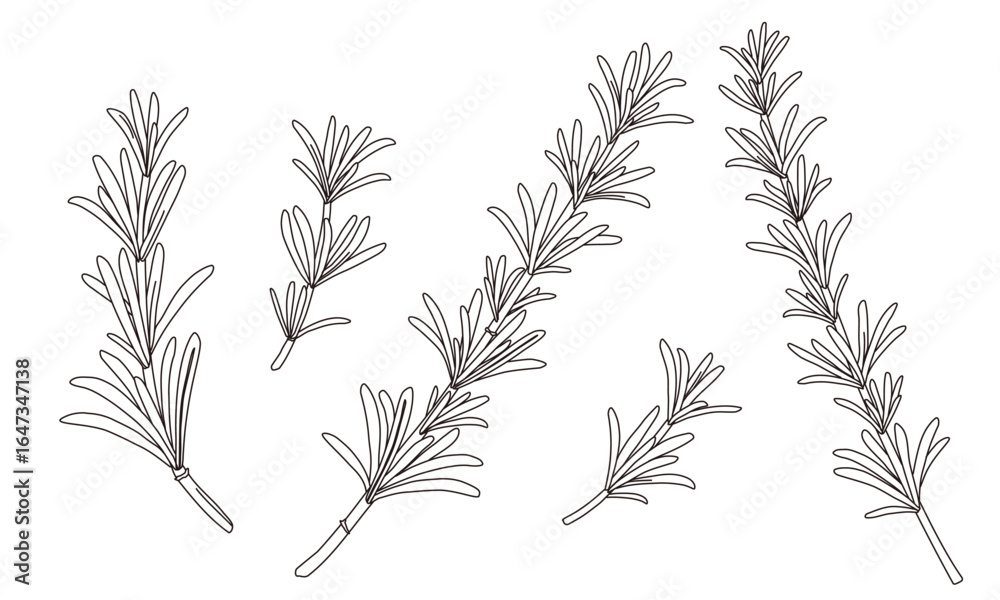 Obraz premium Set of rosemary leaf. Simple line art. Hand drawn vector illustration.