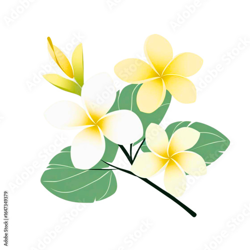 Delicate cluster of white and yellow plumeria flowers with green leaves on a dark background