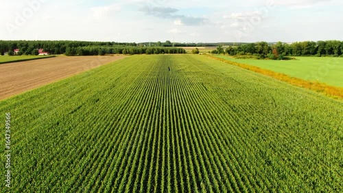 corn field nature country side flyby dron above air