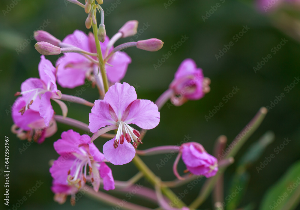 Chamaenerion angustifolium. flowers of Fireweed. Cypress - Narrow-leaved Ivan tea. the base for a drink made from fermented plant leaves Chamaenerion angustifolium. flowers of Fireweed. Cypress - Narrow-leaved Ivan tea. the base for a drink made from fermented plant leaves