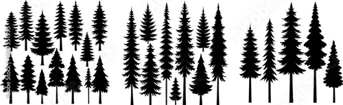 Silhouettes of evergreen trees in a forest setting