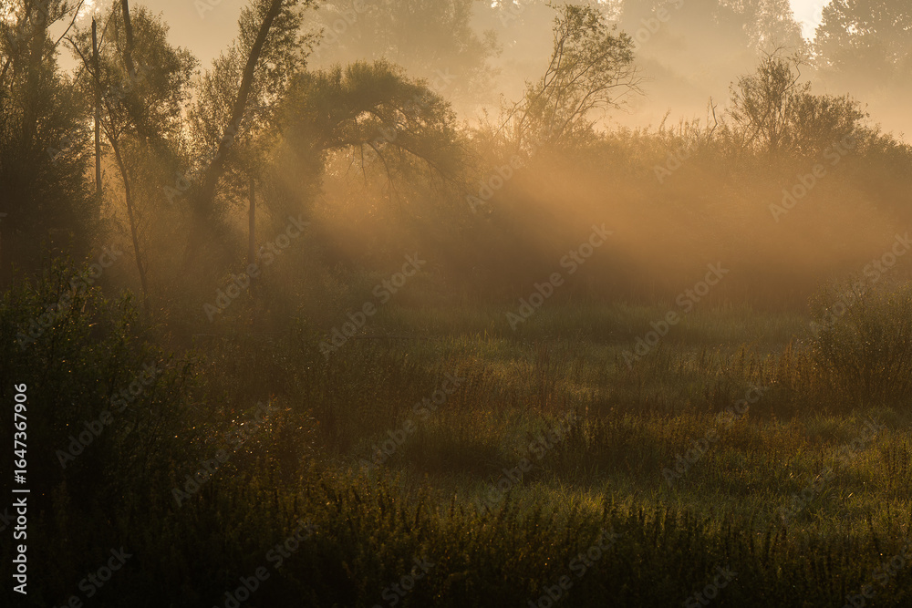 Fototapeta premium Piękny zamglony krajobraz, mgła nad wilgotną łąką, Polska, Śląsk.