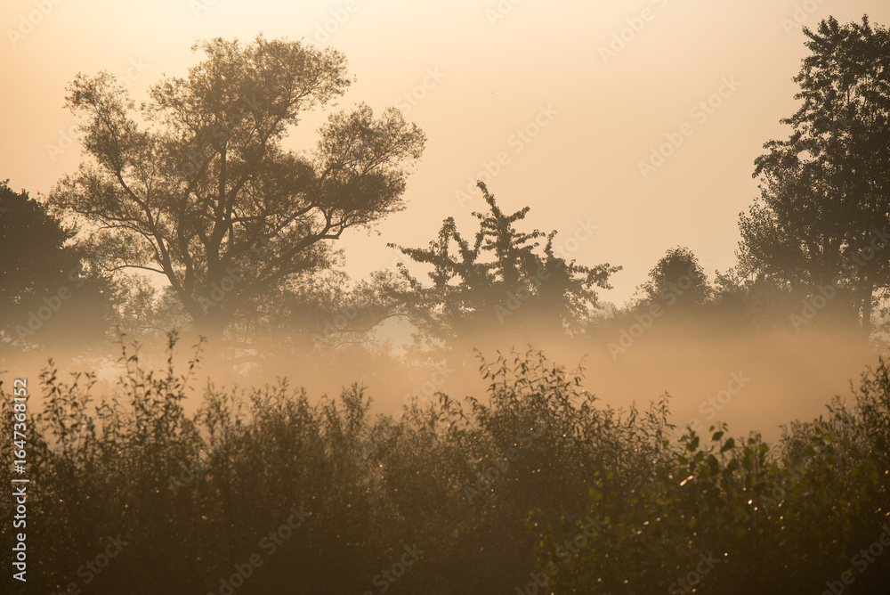 Fototapeta premium Piękny zamglony krajobraz, mgła nad wilgotną łąką, Polska, Śląsk.