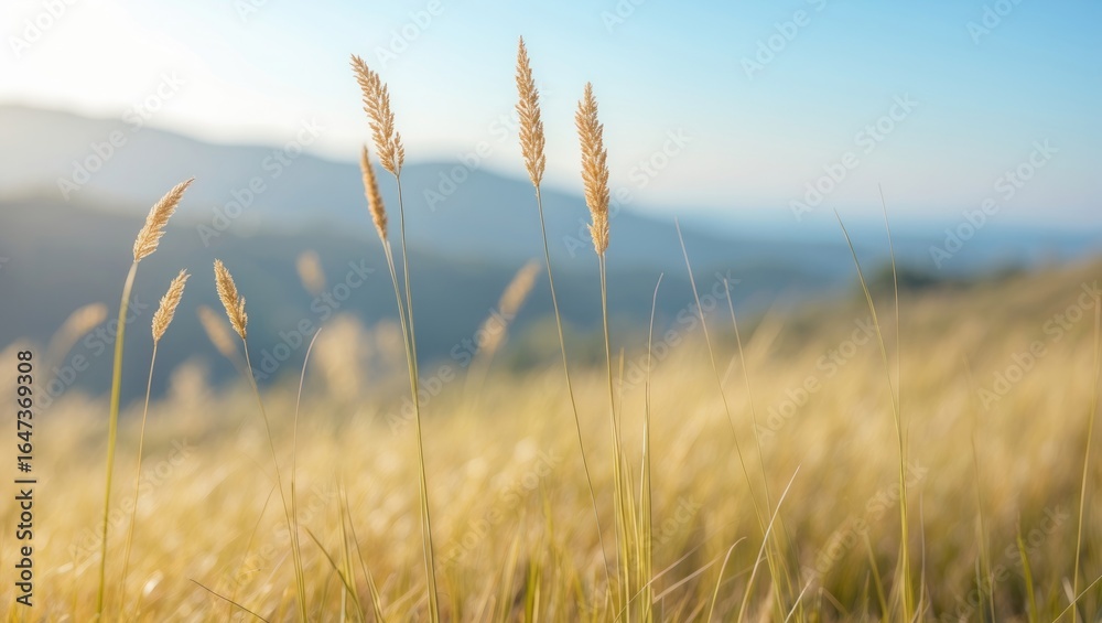 Fototapeta premium Field of tall grass blades swaying in the breeze with mountains and sky in the background. Nature and landscape. The scene of wild grass and serene environment.