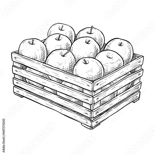apples in a wooden crate vector line art hand drawn illustration