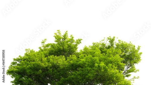 Lush green treetop with abundant leaves and natural vibes isolated on white background