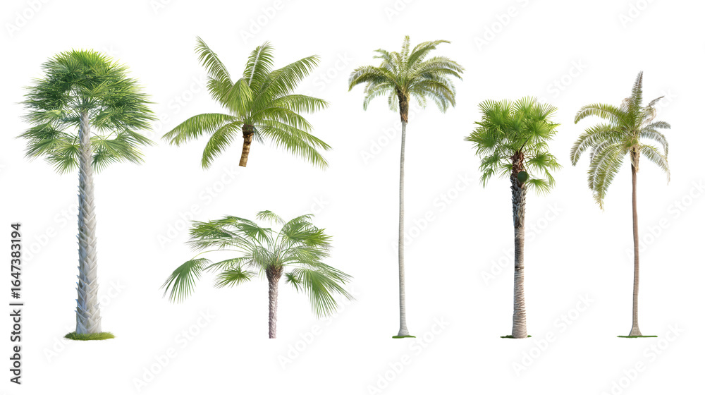 Fototapeta premium Collection of palm trees with green leaves isolated on white background