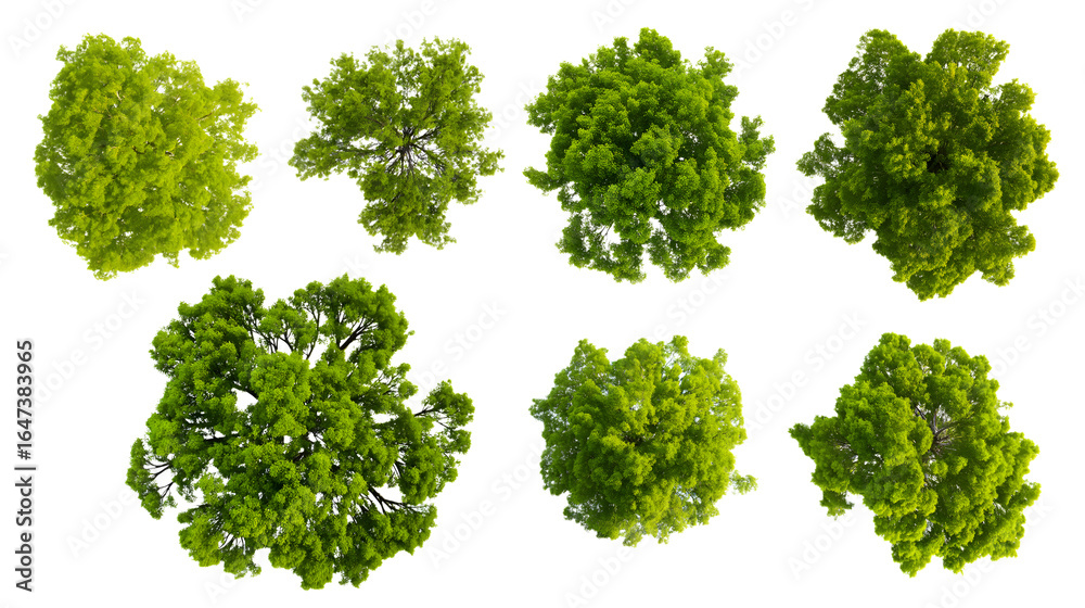 Obraz premium Top view of various green trees isolated on white background