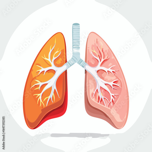 Detailed anatomical illustration of the human lungs, showcasing the respiratory system and its components.