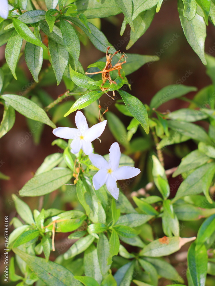 Fototapeta premium A delicate white flower blooming amidst lush green leaves, showcasing the beauty and contrast of nature, symbolizing purity, serenity, and natural elegance.