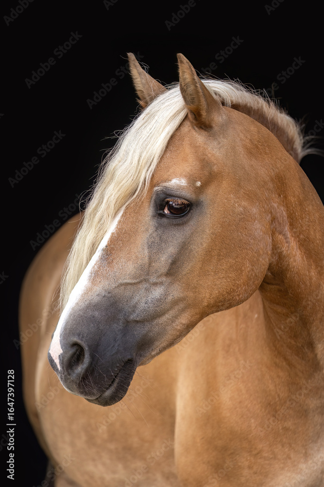 Obraz premium Elegant Senior Haflinger Mare Studio Portrait on Black Background