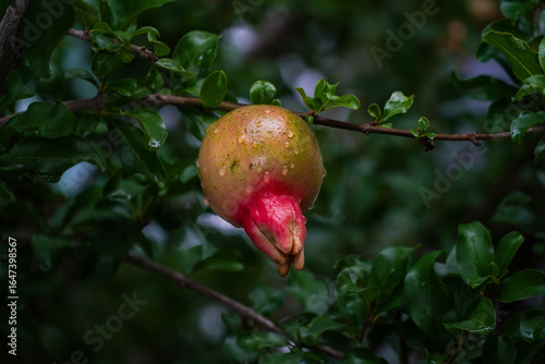 A vibrant young pomegranate fruit, still developing with green skin and a touch of red, hangs from a leafy branch, adorned with glistening raindrops after a shower.