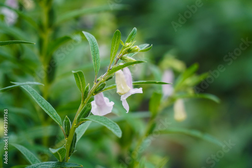 White Blossoms and Green Seed Pods of a Sesame Plant