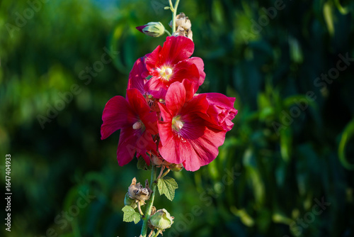 Quadro su tela A red hollyhock blooms in the garden