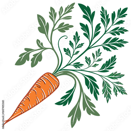 Carrot with lush green foliage isolated on white background