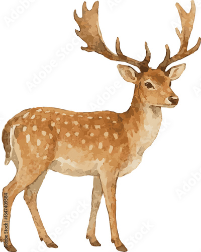 Vector watercolor painted illustration of an European fallow deer