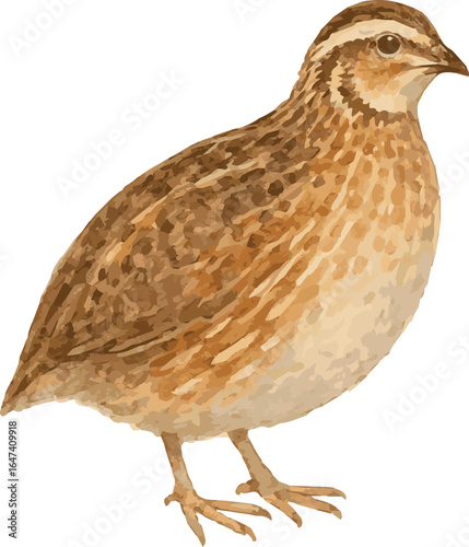Vector watercolor illustration of a common quail