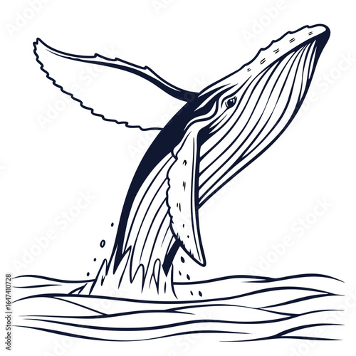 Humpback whale breaching out of the ocean water with splashes