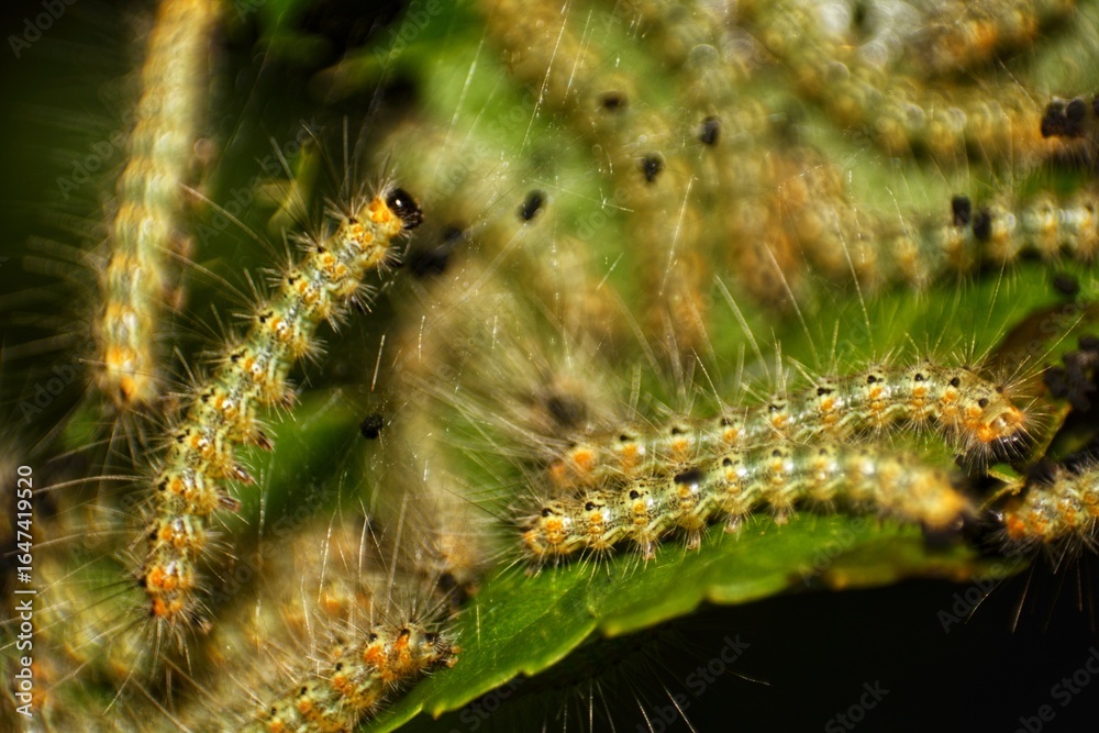 Fototapeta premium Colony of Tent Caterpillars on Leaf