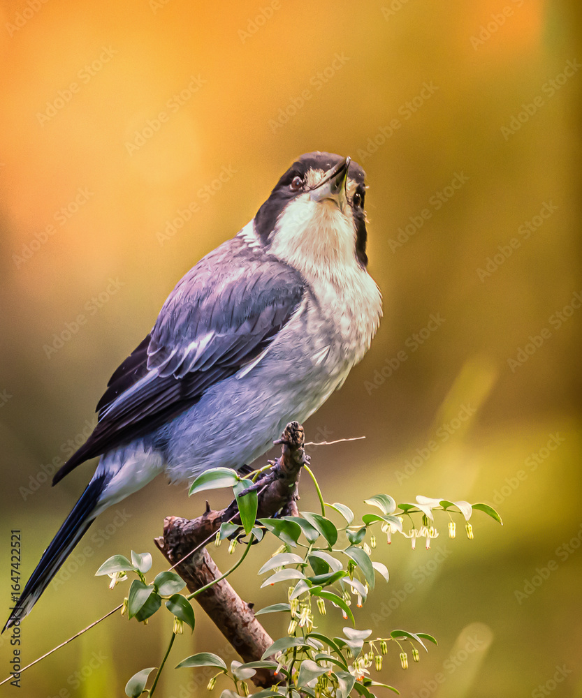 Fototapeta premium Butcher Bird