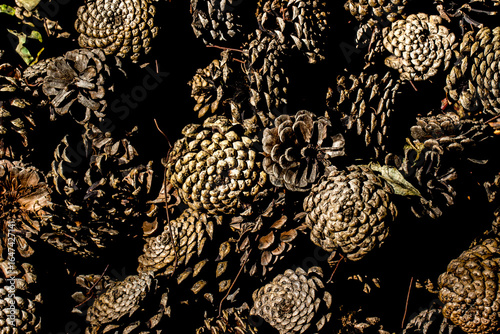 Photography background of cones. colorful photo of wildlife