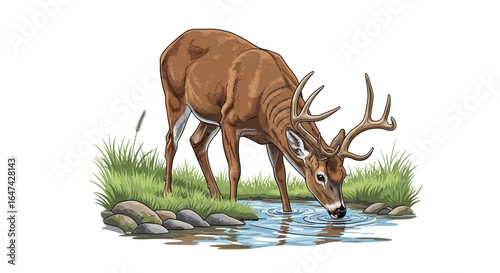 majestic whitetailed deer quenching thirst a serene nature illustration perfect for wildlife publications hunting magazines and conservation projects