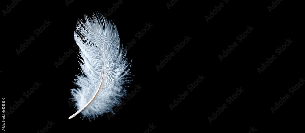 Obraz premium Delicate white feather against a black backdrop
