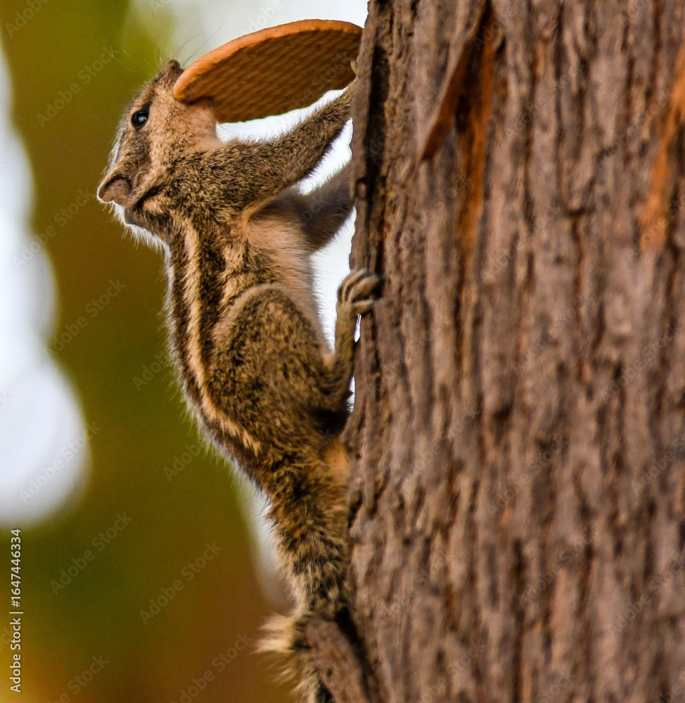 Fototapeta premium A squirrel nimbly climbing up a tree while holding a biscuit to eat in its mouth.