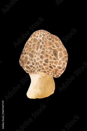 brown watercolor mushroom on black background