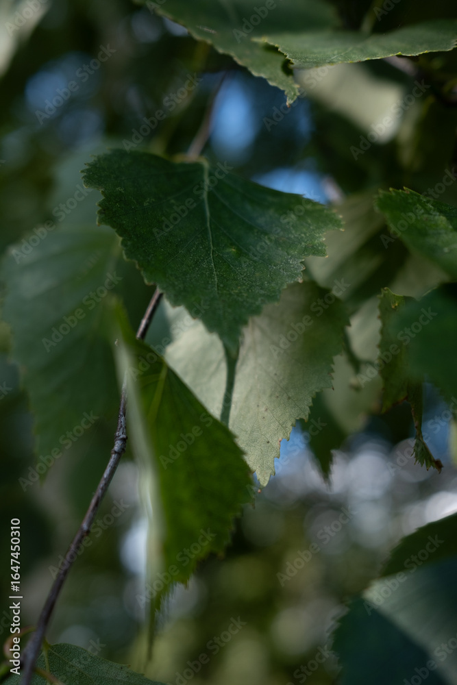 Birch leaf close-up. Birch branches with green leaves. Sunlight through birch branches. Summer day. Birch leaf close-up. Birch branches with green leaves. Sunlight through birch branches. Summer day.