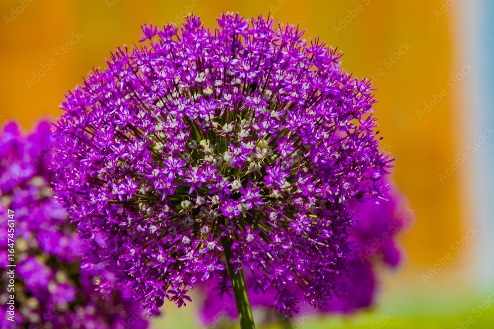 Fototapeta premium Purple giant Allium