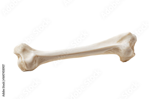 Fototapeta Naklejka Na Ścianę i Meble -  A single animal bone isolated on transparent background