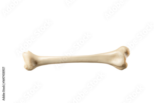 A single long bone isolated on transparent background