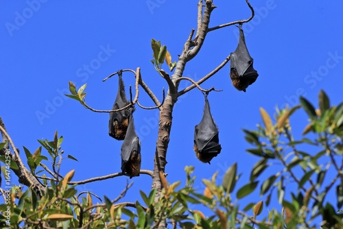 Grey-headed flying fox (Pteropus poliocephalus), adult, group, day, resting, sleeping, in sleeping tree, Adelaide, South Australia, Australia