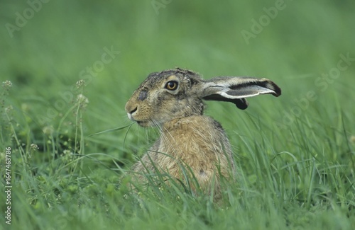 European hare (Lepus europaeus) eating gras