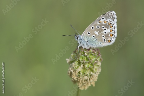 Wallpaper Mural Amanda's Blue (Plebicula amanda), male, Rothenstein nature reserve, Thuringia, Germany Torontodigital.ca