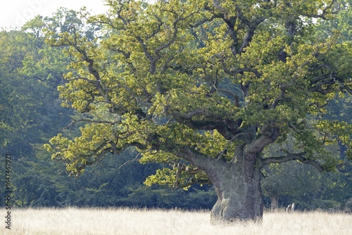 Old Pedunculate Oak (Quercus robur), Jægersborg, Copenhagen, Denmark