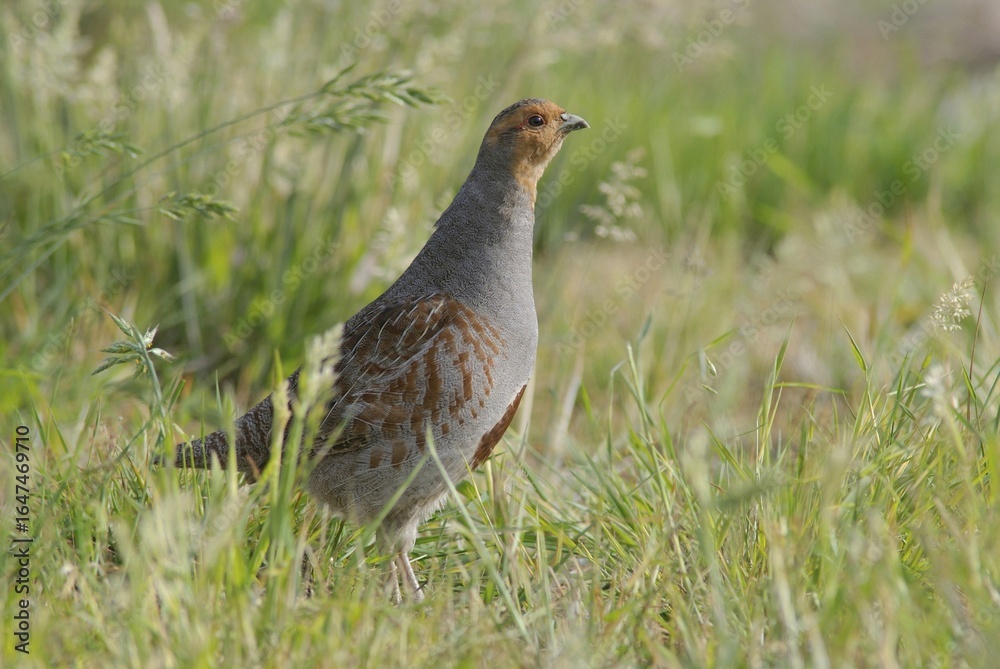 Grey Partridge (Perdix perdix) Grey Partridge (Perdix perdix)