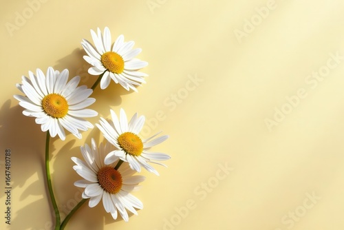 Elegant chamomile daisy pattern, sunlit shadows on beige , stock photo, shadows