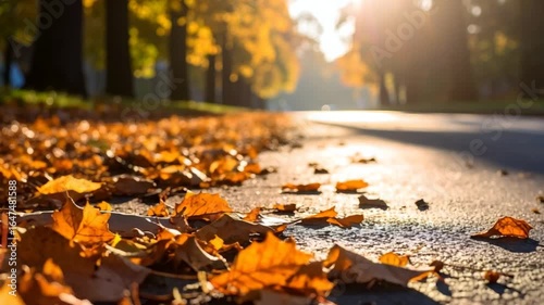 Autumn leaves on city street