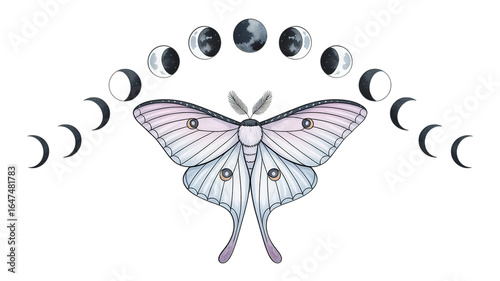 Luna moth with moon phases illustration on a black background