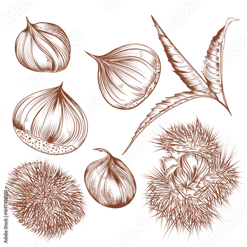 Hand drawn vector Chestnut Sketch Illustration set