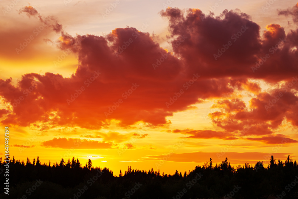 Fototapeta premium Dramatic fiery sunset sky with clouds over forest silhouette.