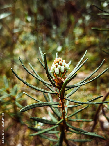 Pinus sylvestris Scotch pine European red pine Scots pine or Baltic pine closeup macro selective focus branch with cones flowers and pollen over out of focus floral background with copyspace.