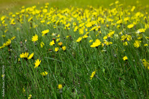 Tableau sur toile Yellow flowers in the field