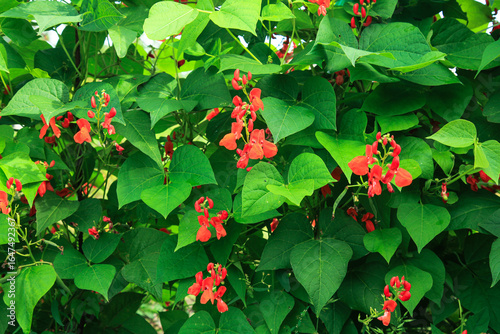 Schilderij op canvas fire red beans , Turkish beans , climbing beans bloom