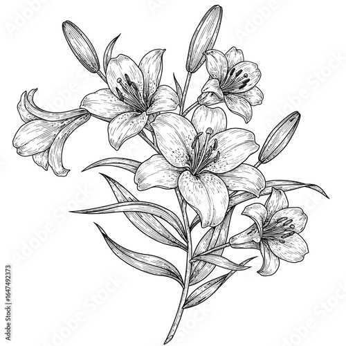 Detailed Black and White Lily Floral Illustration with Delicate Petals and Leaves