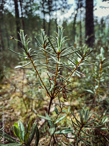 photo of pine trees in a forest with fog